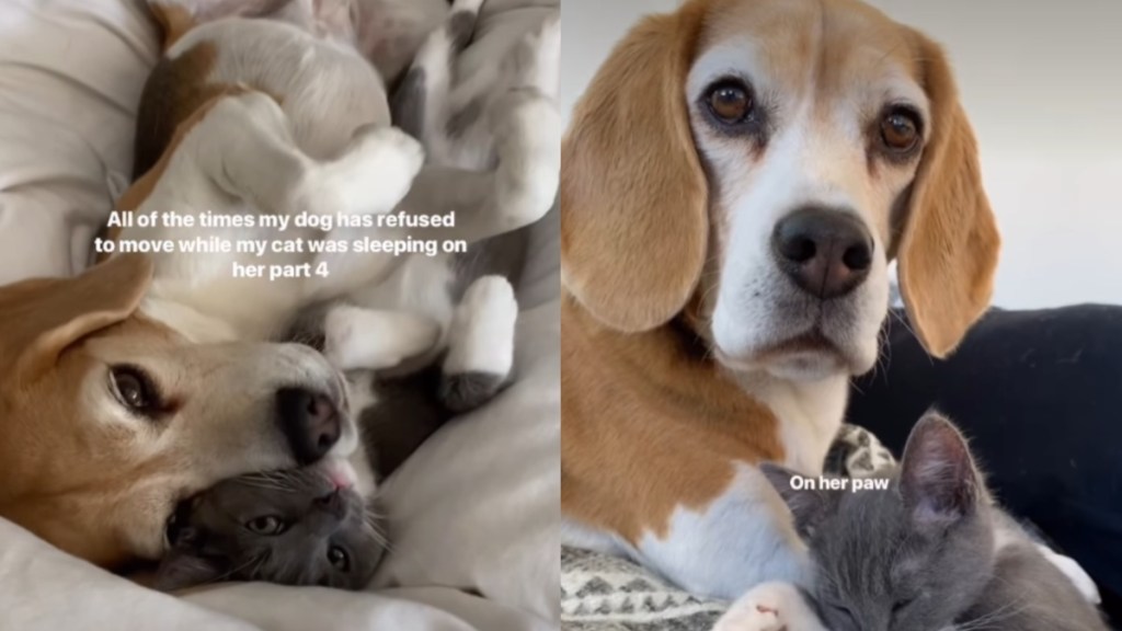 Every Time the Dog Refused to Move Because the Cat Was Sleeping on Her