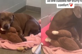 Shelter Dog, Left Wondering Where Her Family Went, Cuddles Toy So She Doesn’t Feel Alone