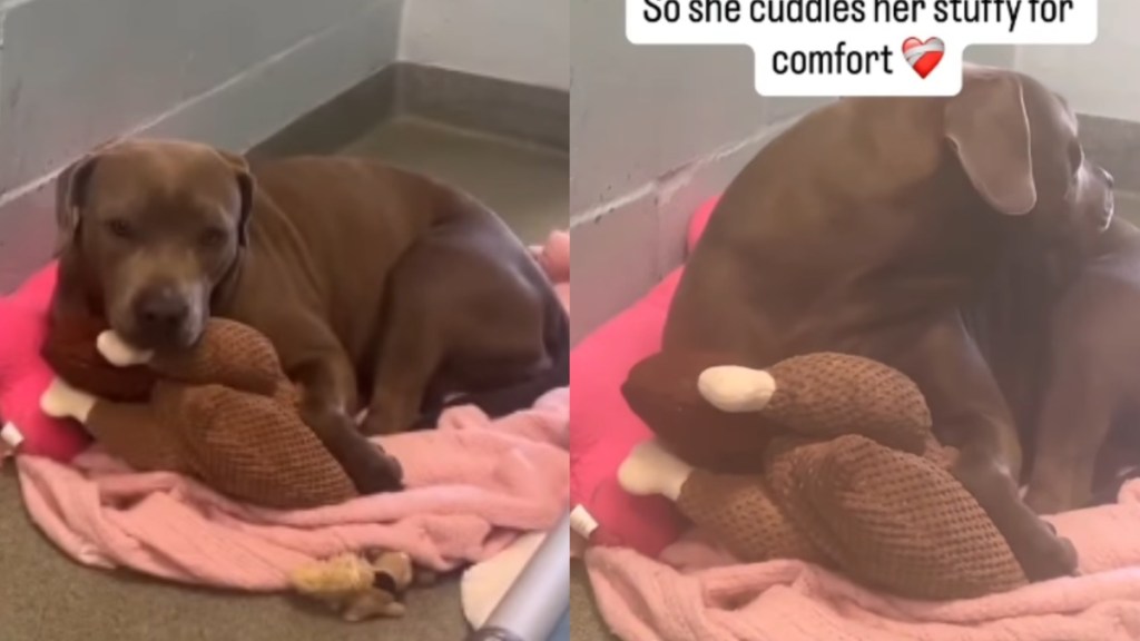 Shelter Dog, Left Wondering Where Her Family Went, Cuddles Toy So She Doesn’t Feel Alone