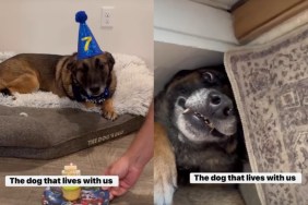 They Expected a Tough Military Dog, What They Got Was Completely Different