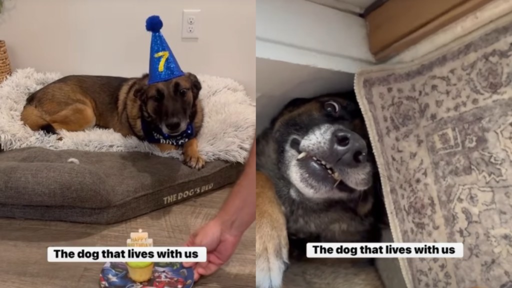 They Expected a Tough Military Dog, What They Got Was Completely Different