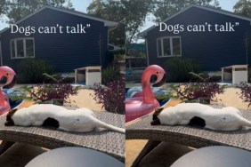 Mom Asked Her Dog Questions & His Silent Answers Said Everything