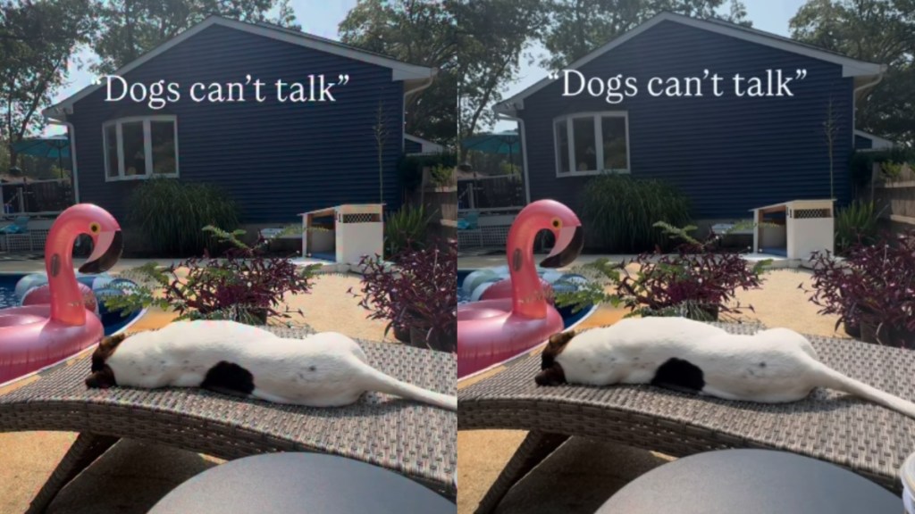 Mom Asked Her Dog Questions & His Silent Answers Said Everything