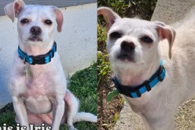 Tiny Dog Escaped a Hoarding Nightmare That Should Have Broken Her, but She Chose Love Instead