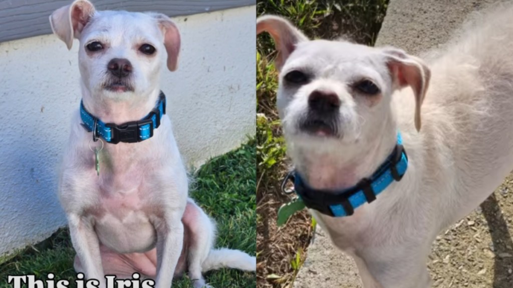 Tiny Dog Escaped a Hoarding Nightmare That Should Have Broken Her, but She Chose Love Instead