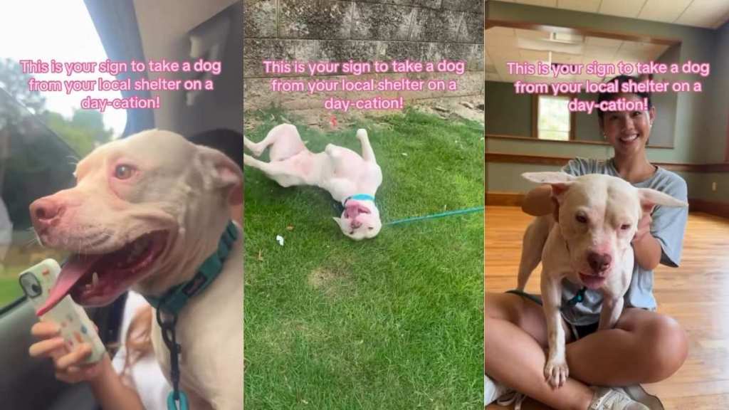 Shelter Dog Can’t Stop Looking Out the Car Window, Savoring the Freedom While He Still Can