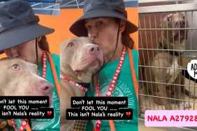 Shelter Dog's Happiness Is Momentary as Her Reality Is Truly Heartbreaking