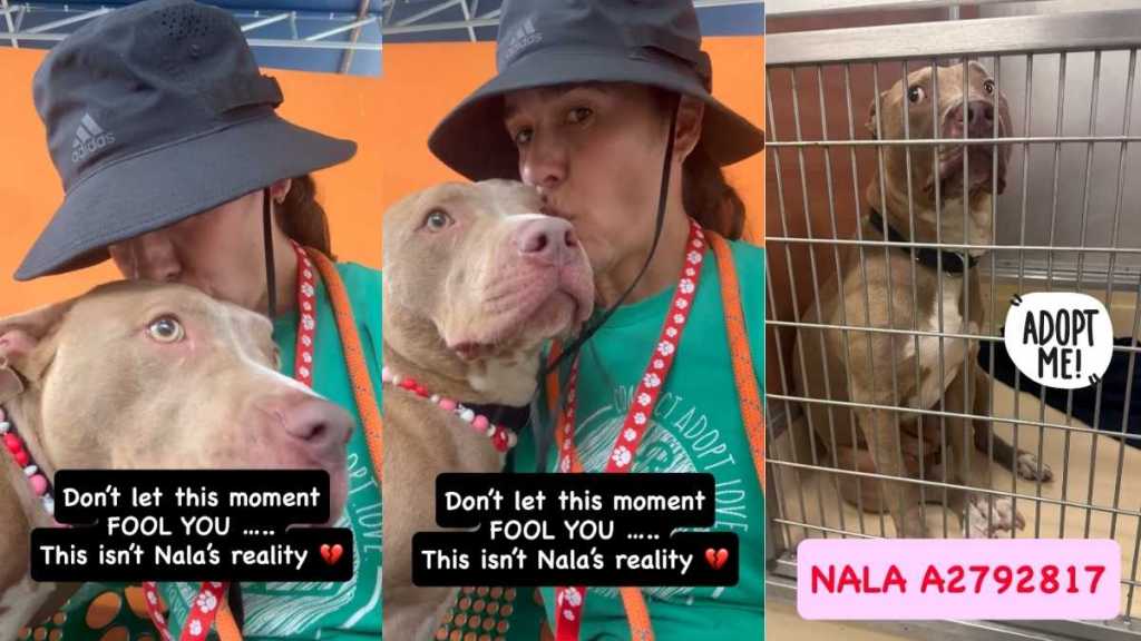 Shelter Dog's Happiness Is Momentary as Her Reality Is Truly Heartbreaking