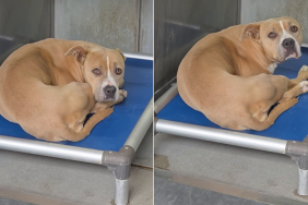 shelter dog human kennel