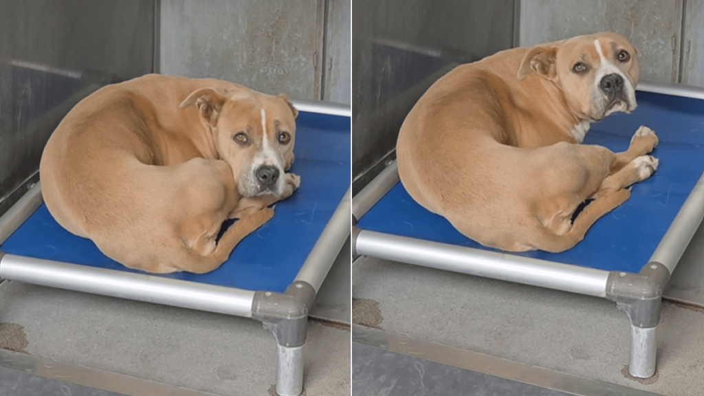 shelter dog human kennel