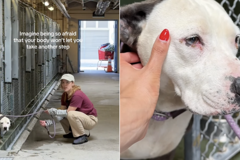 shelter dog human kennel