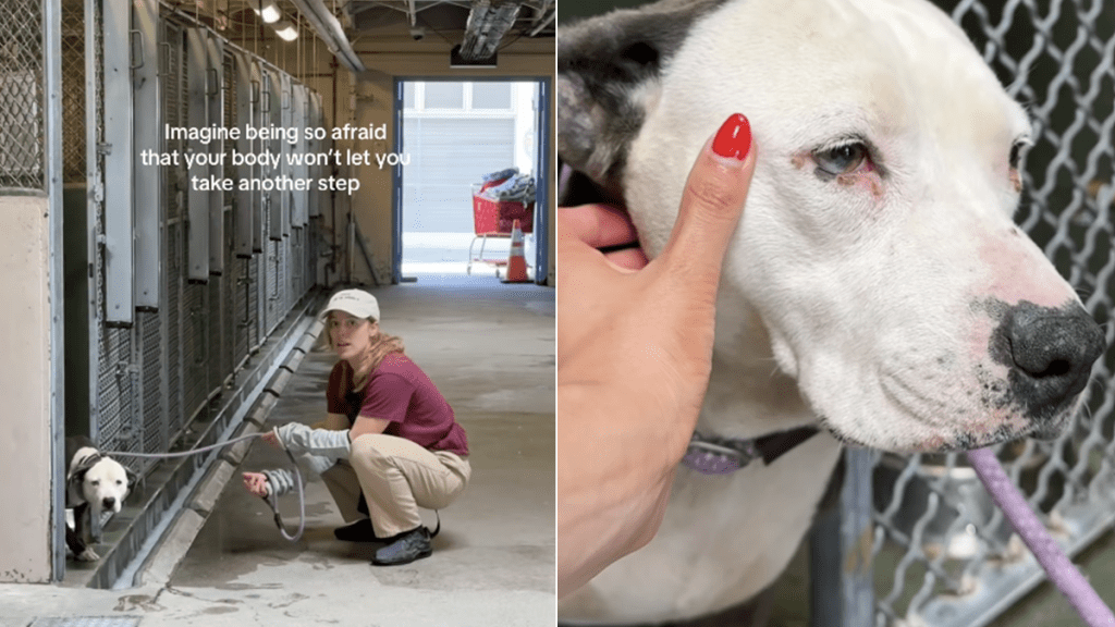shelter dog human kennel