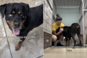 dog video