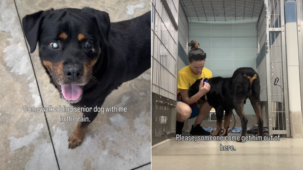 dog video