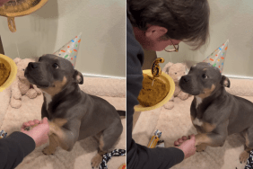 dog birthday