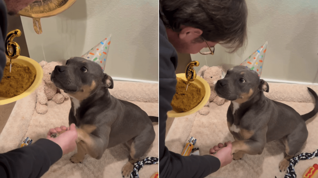 dog birthday