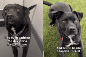 shelter dog