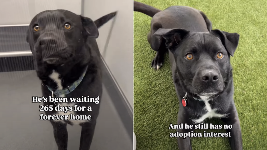 shelter dog