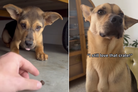 rescue dog video