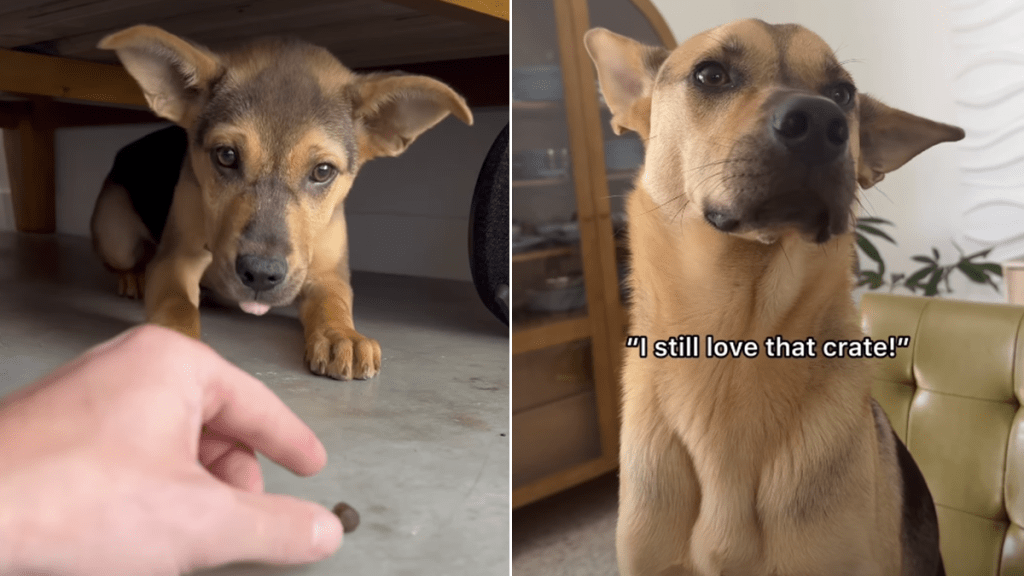 rescue dog video
