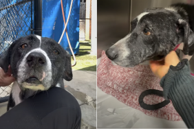 senior dog