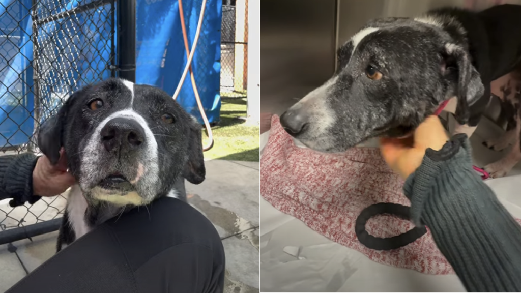 senior dog