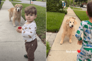toddler golden retriever