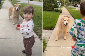 toddler golden retriever