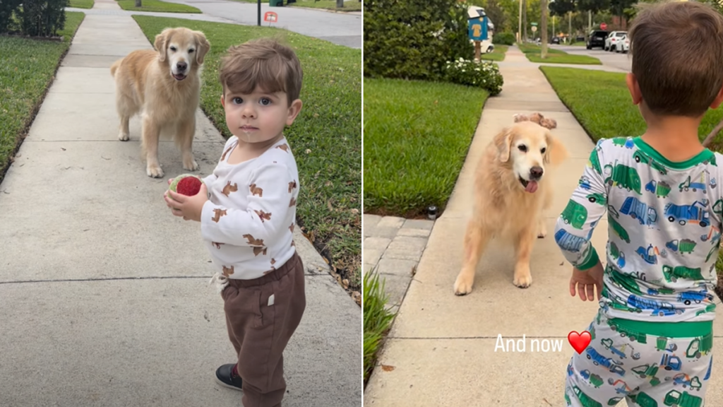 toddler golden retriever
