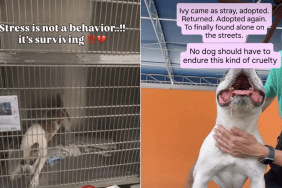 shelter dog