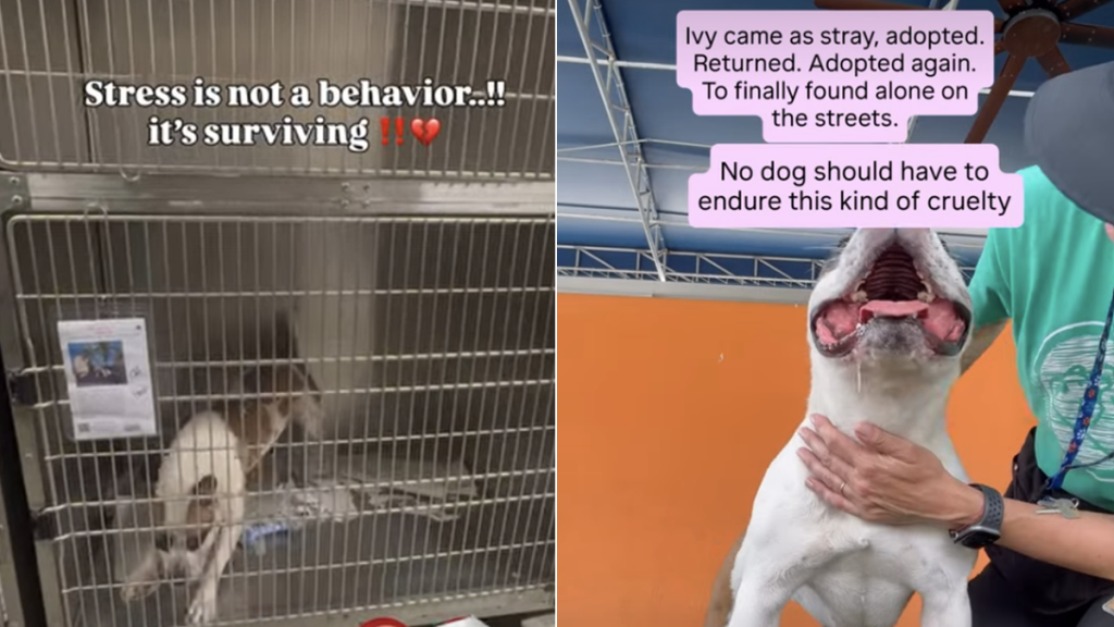 shelter dog
