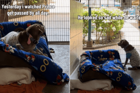 shelter dog