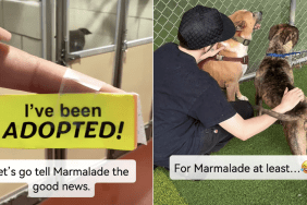 shelter dog