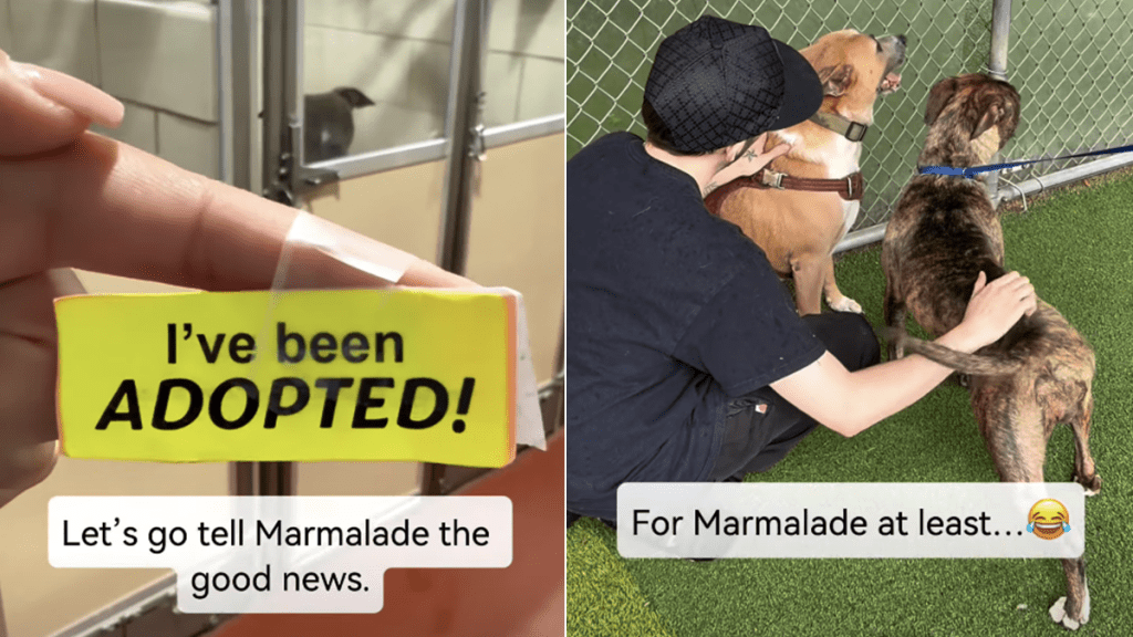shelter dog