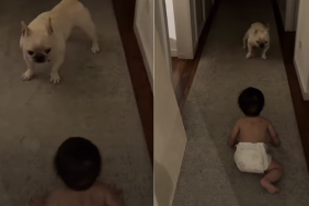 dog baby