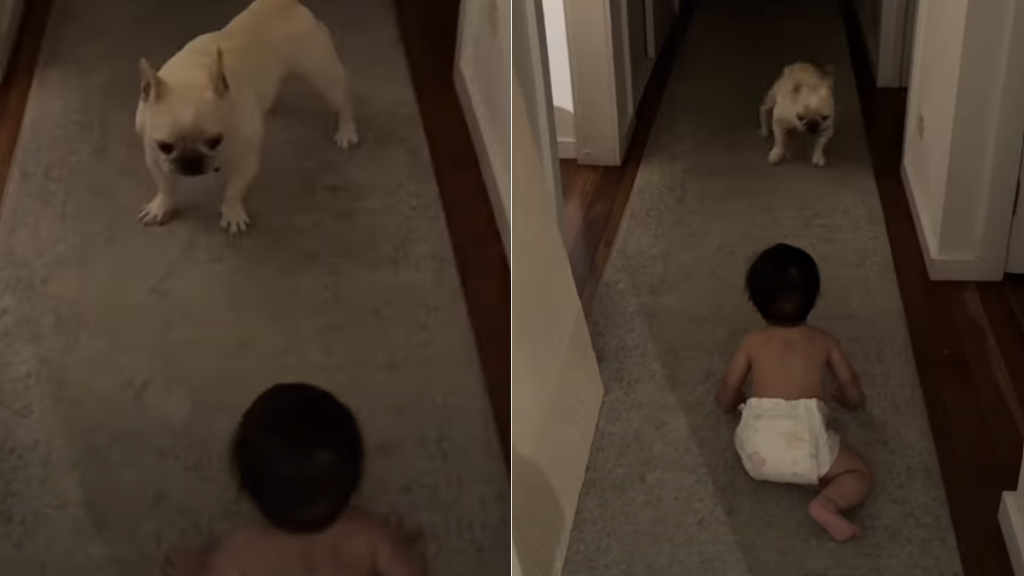 dog baby