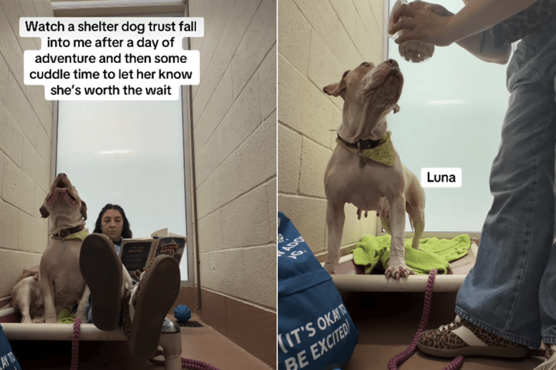 dog video