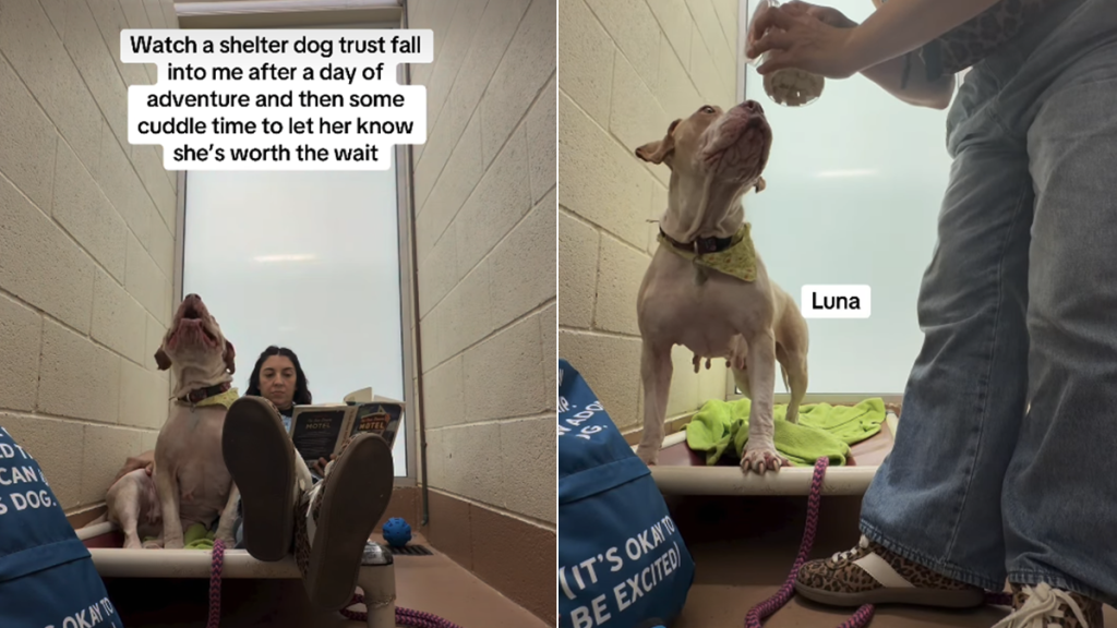 dog video