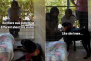 dog video