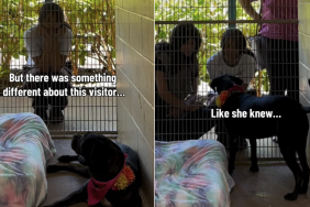 dog video