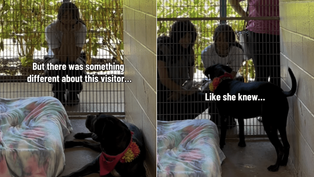 dog video