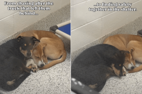 shelter dog