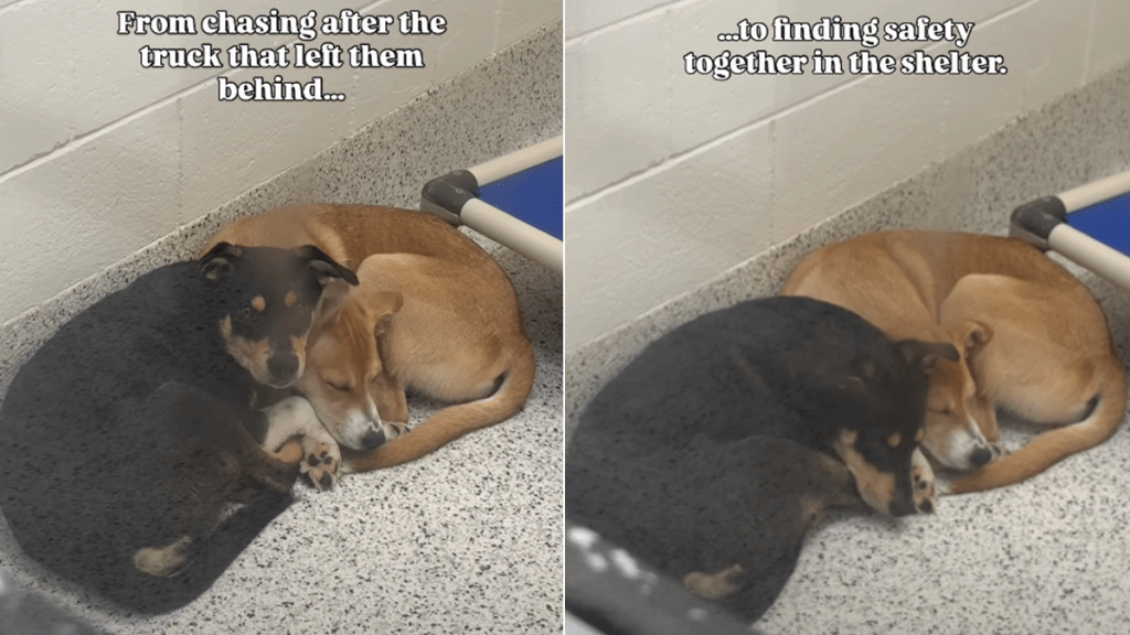 shelter dog