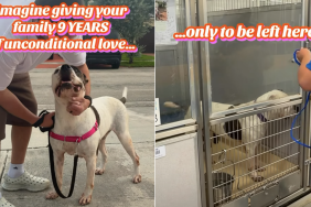 shelter dog