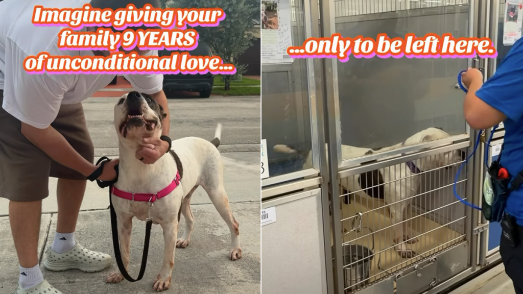 shelter dog