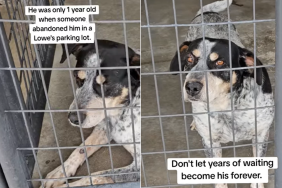 dog video