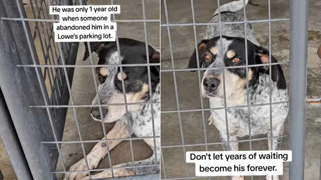 dog video