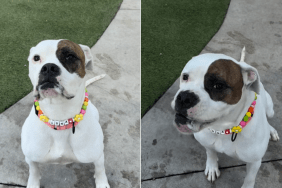 shelter dog