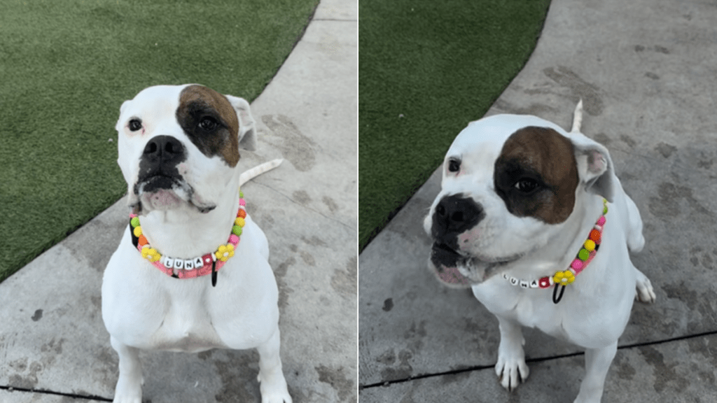 shelter dog