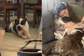 rescue dog second chance